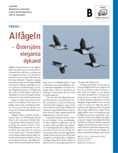 Alfågeln - Havet.nu