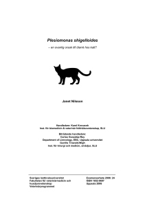 Plesiomonas shigelloides