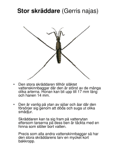 Stor skräddare (Gerris najas)