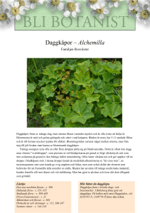 Daggkåpor – Alchemilla