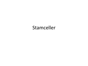 Stamceller
