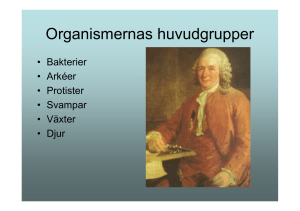 Organismernas huvudgrupper