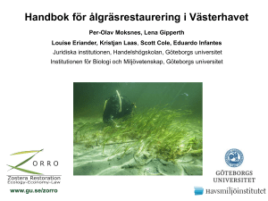 Handbok för ålgräsrestaurering i Västerhavet
