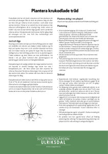 Plantera krukodlade träd