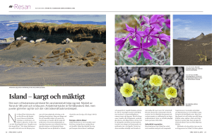 Island – kargt och mäktigt