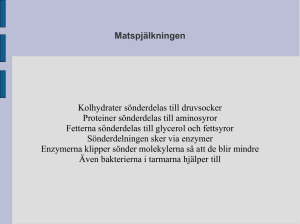 Matspjälkningen Kolhydrater sönderdelas till druvsocker Proteiner