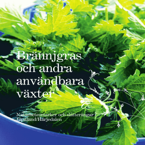 Brännjgras och andra användbara växter