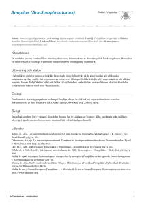 Anoplius (Arachnophroctonus) - 248744