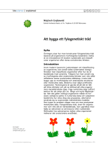 Att bygga ett fylogenetiskt träd
