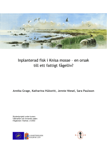 Inplanterad fisk i Knisa mosse