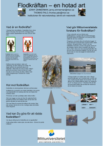 en hotad art - Rädda Flodkräftan