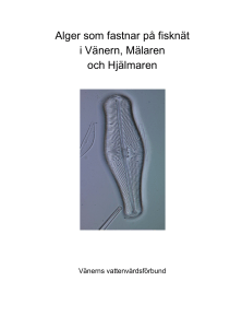 Alger som fastnar på fisknät i Vänern, Mälaren och Hjälmaren