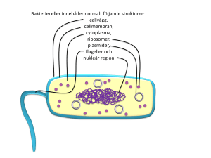 Bild 1 - Learnify