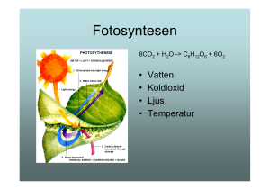 Fotosyntesen - anderhag.net