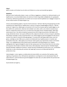 Fråga 1 Beskriv struktur och funktion hos ett nefron och förklara hur