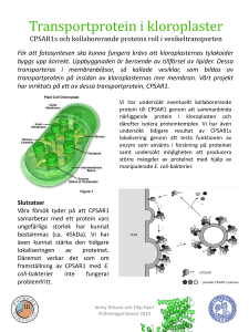 Transportprotein i kloroplaster
