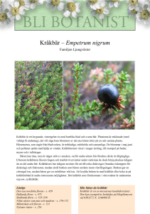 Kråkbär – Empetrum nigrum