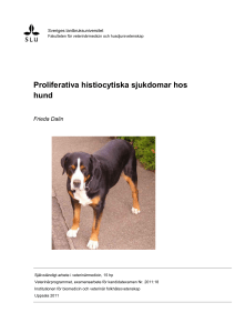 Proliferativa histiocytiska sjukdomar hos hund