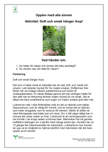 Doft och smak hänger ihop! - Göteborgs botaniska trädgård