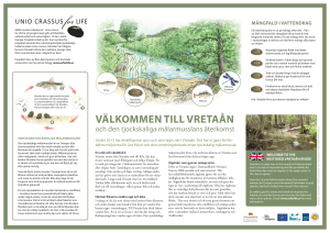 välkommen till vretaån - Målarmusslans återkomst