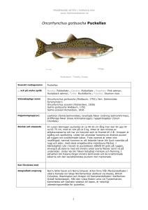 Oncorhynchus gorbuscha - Främmande arter i svenska hav