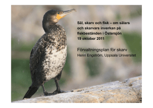 Förvaltningsplan för skarv