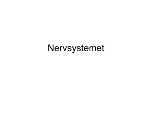 Nervsystemet