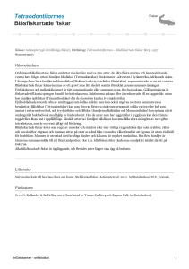 Tetraodontiformes - blasfiskartade fiskar - 3000273