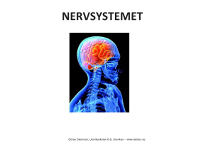 Powerpoint 1 Nervsystemet Hjärnan