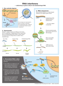 RNA-interferens - Nobelprize.org