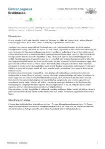 Cancer pagurus - krabbtaska - 217767