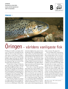Öringen– världens vanligaste fisk