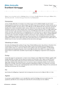 Bibio fulvicollis - svartbent harmygga - 102067