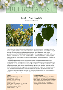 Lind – Tilia cordata