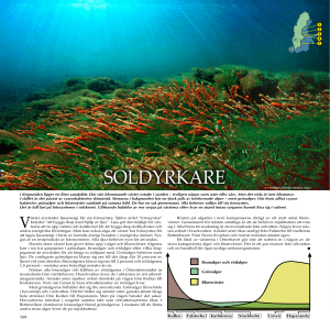 soldyrkare - Inge Lennmark