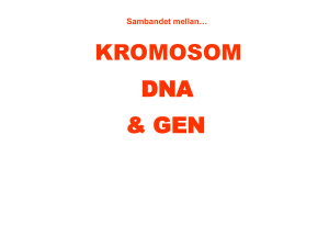 GEN Sambandet mellan… DNA Alla våra celler innehåller 46 st