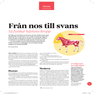 Huvudet – med ögon, öron, hjärna