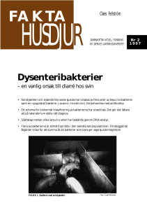 Dysenteribakterier