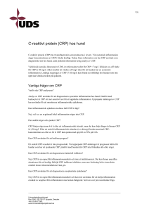 C-reaktivt protein (CRP) hos hund