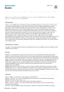 Sphecodes - blodbin - 1005525