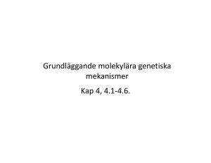 Copy of Kap 4 Grundläggande molekylära genetiska mekanismer