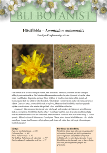 Höstfibbla – Leontodon autumnalis