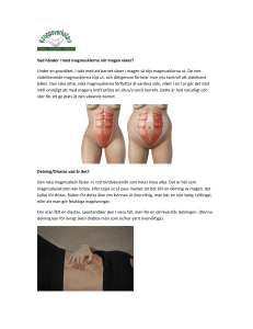 Vad händer i med magmusklerna när magen växer? Under en