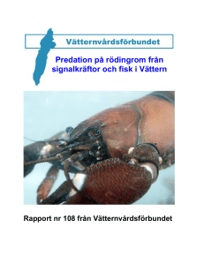 Predation på rödingrom från signalkräftor och fisk i Vättern