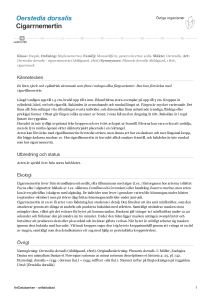 Oerstedia dorsalis - cigarrnemertin - 241996