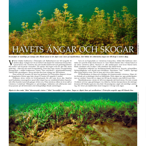 havets ängar och skogar