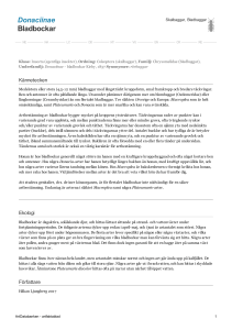 Donaciinae - bladbockar - 1009063