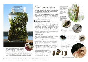 Livet under ytan (Extra Bi-lagan 2005 September)
