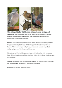 Om skogsfåglar (fälthöns, skogshöns, snäppor)