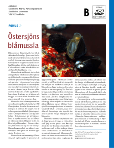 Östersjöns blåmussla